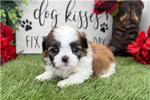 Laura - puppy for sale