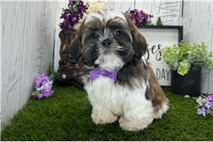 Santiago - Shih Tzu for sale