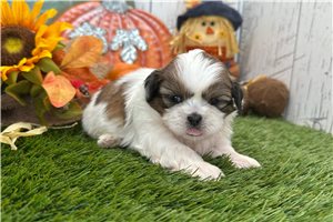 Stewie - Shih Tzu for sale