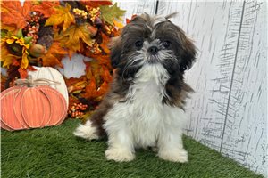 Bronson - Shih Tzu for sale