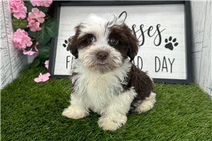 Snake - Shih Tzu for sale