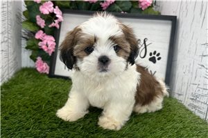 Steve - Shih Tzu for sale