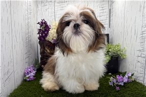 Reid - Shih Tzu for sale