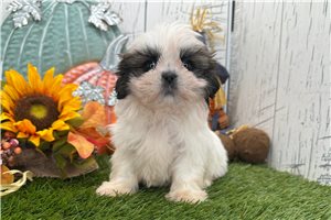 Tyler - Shih Tzu for sale