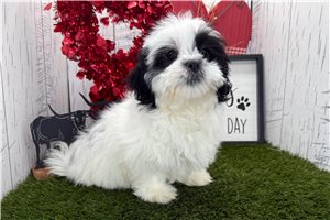 Fern - Shih Tzu for sale