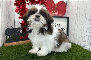 Francisco - Shih Tzu for sale