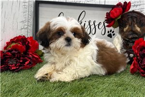 Gustavo - puppy for sale