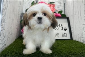 Felix - Shih Tzu for sale