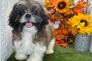 Bronson - Shih Tzu for sale