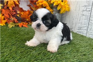 Rose - Shih Tzu for sale