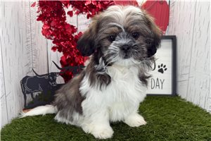 Finn - puppy for sale