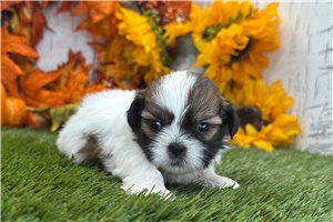 Wren - puppy for sale