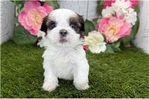 Lydia - puppy for sale