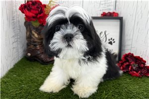 Giovanni - Shih Tzu for sale