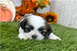 Karita - puppy for sale