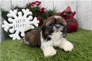 Faye - puppy for sale