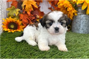 Riley - Shih Tzu for sale