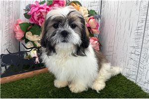 Gideon - Shih Tzu for sale