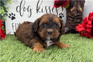 North - puppy for sale