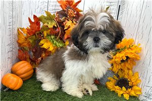 Matthew - Shih Tzu for sale