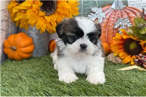 Montana - puppy for sale