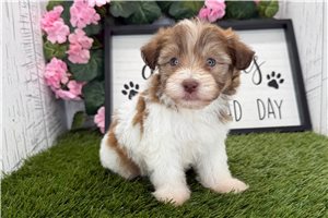 Flora - puppy for sale