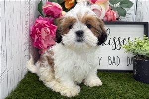 Holden - Shih Tzu for sale