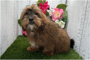 Norman - Shih Tzu for sale