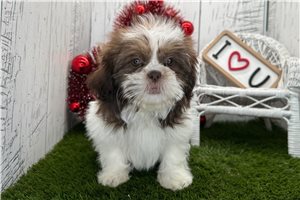 Francesca - puppy for sale