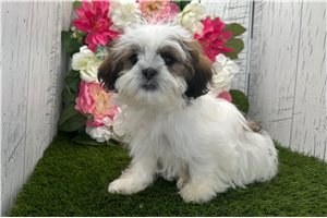 Solomon - Shih Tzu for sale