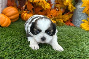 Tracy - puppy for sale