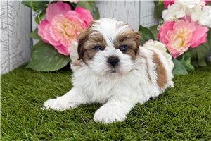 Isaac - Shih Tzu for sale