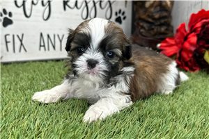 Lucky - puppy for sale