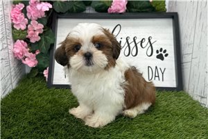 Tennessee - puppy for sale
