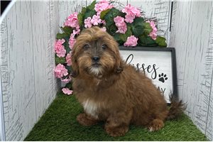 Norman - Shih Tzu for sale