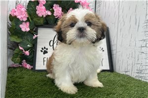 Todd - Shih Tzu for sale