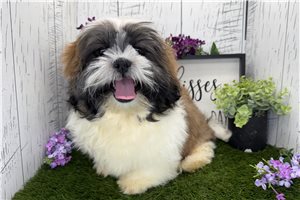 Gordy - Shih Tzu for sale