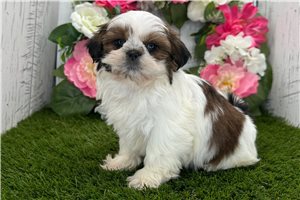 Griffin - Shih Tzu for sale