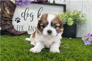 Ivanna - puppy for sale