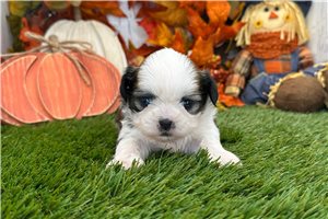 Roman - Shih Tzu for sale