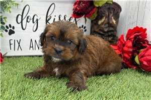 Norman - puppy for sale