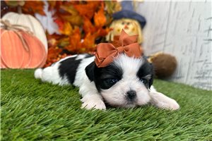Rose - puppy for sale