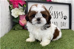 Marilyn - Shih Tzu for sale