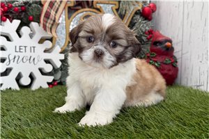 Gracelyn - puppy for sale