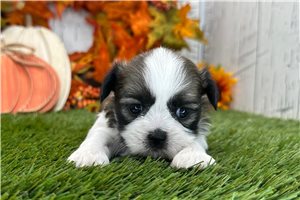 Kaleb - Shih Tzu for sale