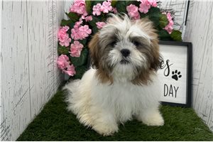 Isabella - Shih Tzu for sale