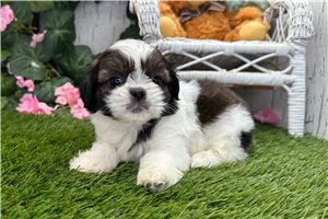 Blaire - Shih Tzu for sale