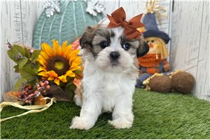 Kamila - Shih Tzu for sale