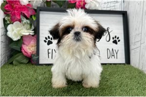 Leilani - puppy for sale