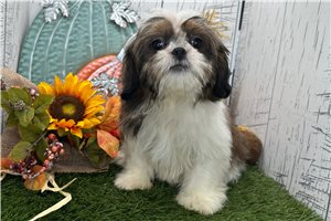 Baxter - Shih Tzu for sale